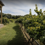 Treehouse Vineyards