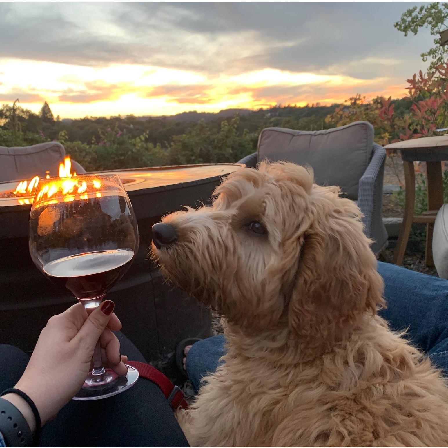 Wine tasting with our newest family member | Forestville, CA | September 27, 2018