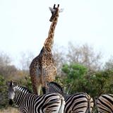 Trail run, walk or cycle through Marloth Park
