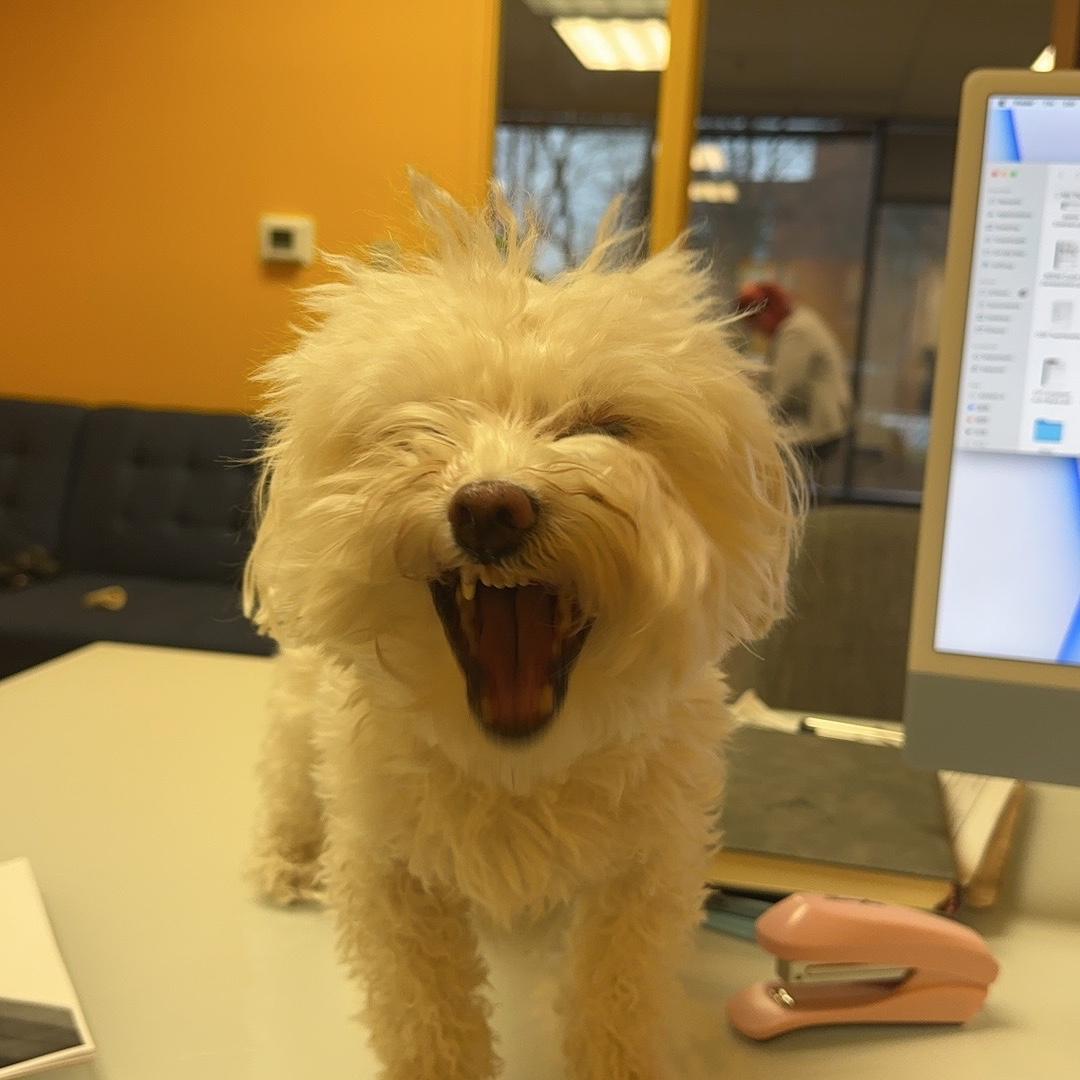 Oliver, not thrilled about the no-dogs policy.
