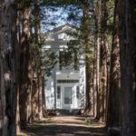 Rowan Oak