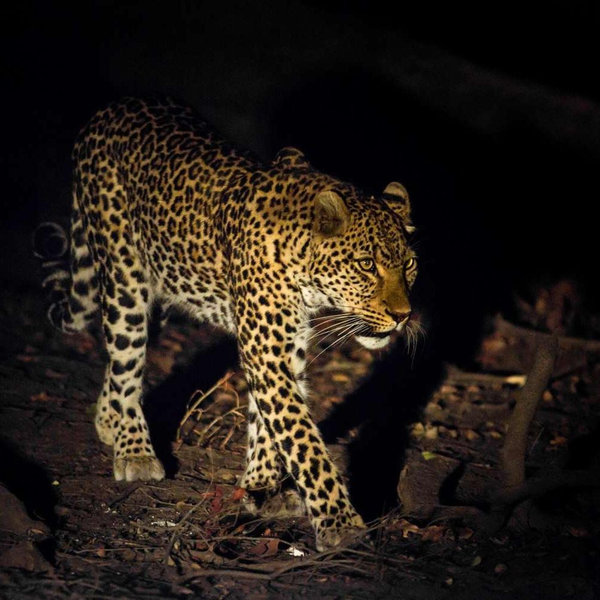 Night Safari
