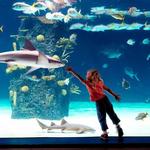 Newport Aquarium