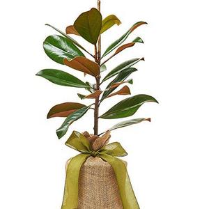 The Magnolia Company, Southern Magnolia Tree