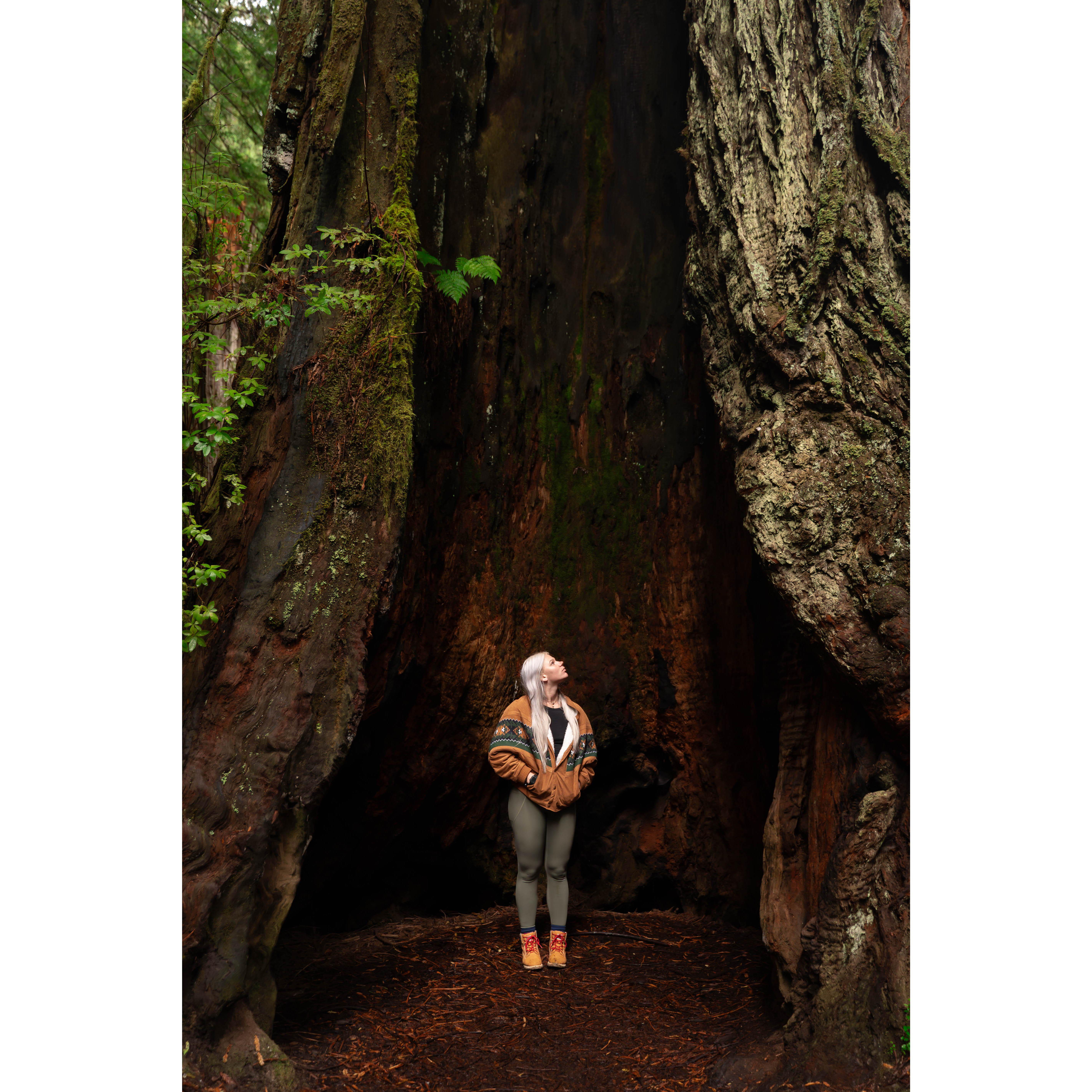 Standing in the middle of a Redwood Tree