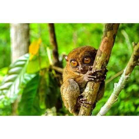 Tarsier