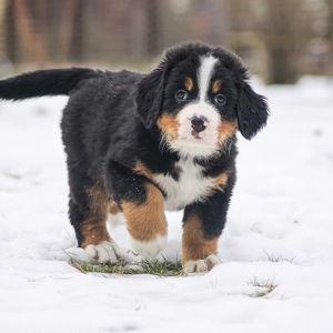 First Puppy Fund