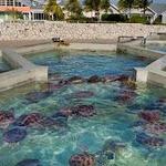 Cayman Turtle Centre: Island Wildlife Encounter