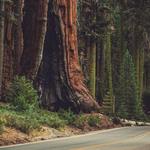 Sequoia & Kings Canyon National Park Self-Guided Driving Tour