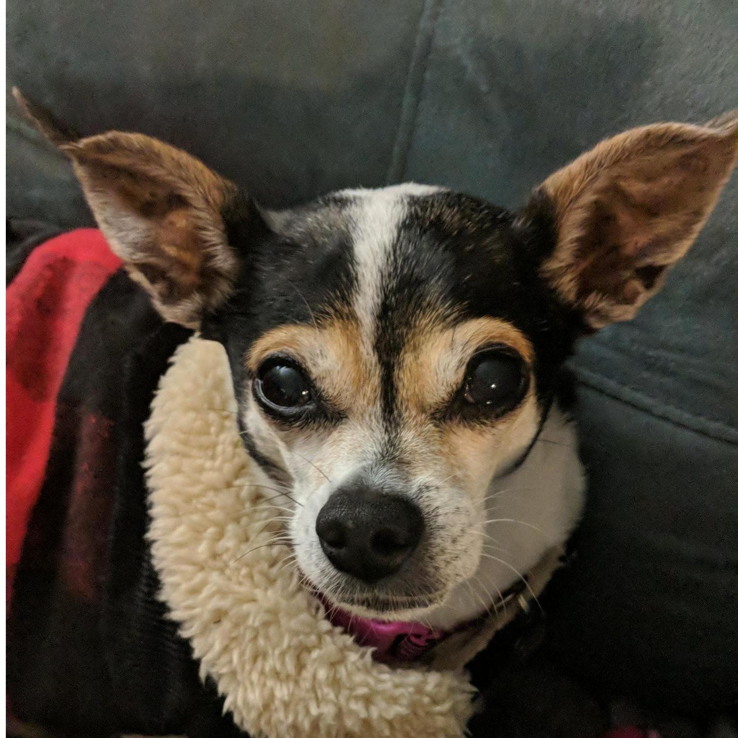 Our little nugget, Zara (adopted 2018)