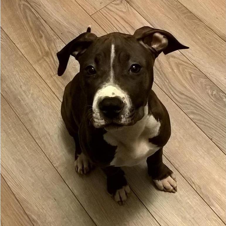 We got Lily in November 2017.
