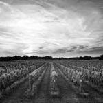 Long Island Wineries