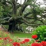 Friendship Oak