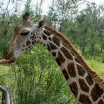 Activity in Mombasa - Haller Park