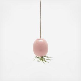 Hanging Air Plant Pod