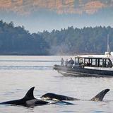 San Juan Cruises