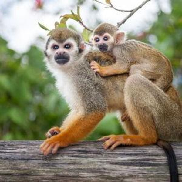 MonkeyLand Excursion on Honeymoon (Michael really wants this!)