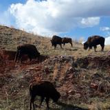 Custer State Park Wildlife Scenic Byway Trailhead