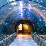 Audubon Aquarium