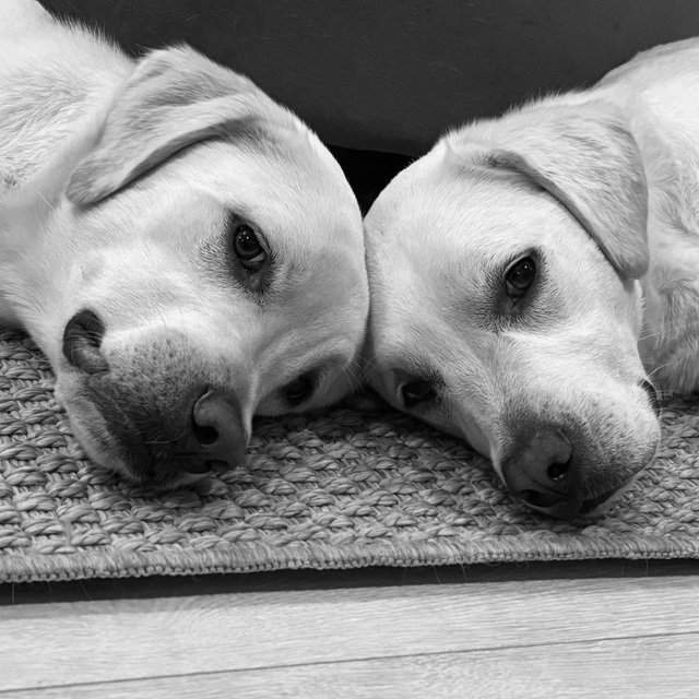 Winnie & Leo’s Training Fund