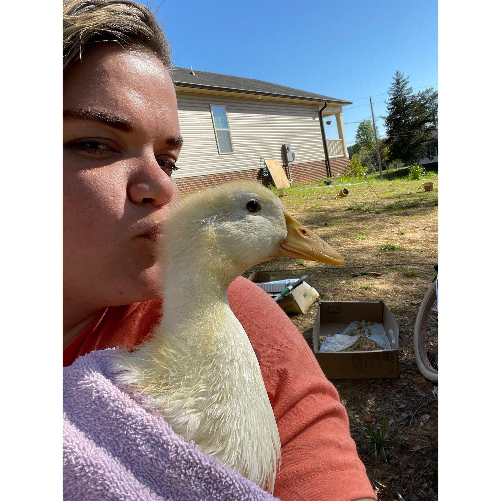 My favorite baby ducky Maple after her first outside bath.