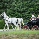 Zabola Estate - Horse Carriage