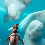 Shedd Aquarium