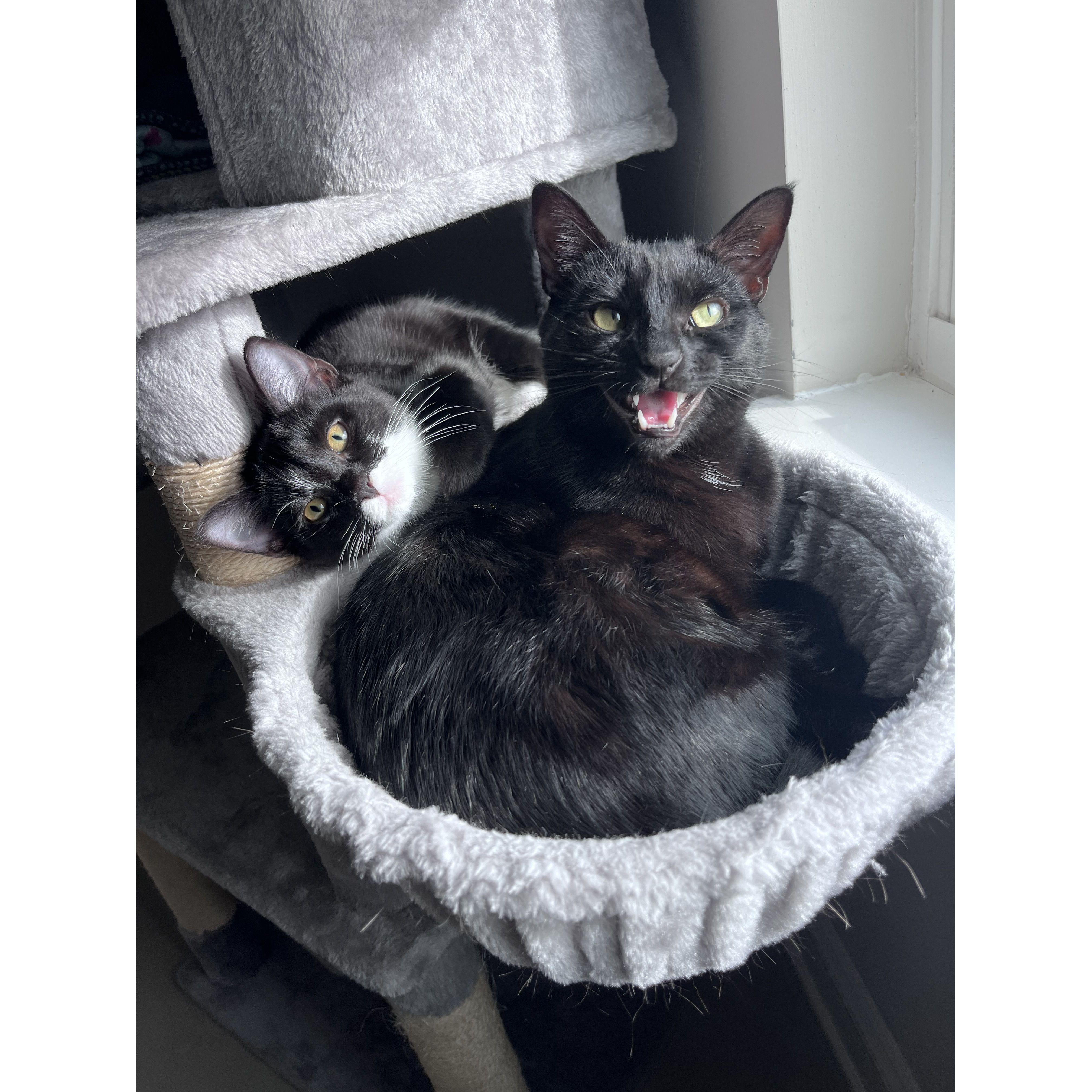 Our kitty kiddos