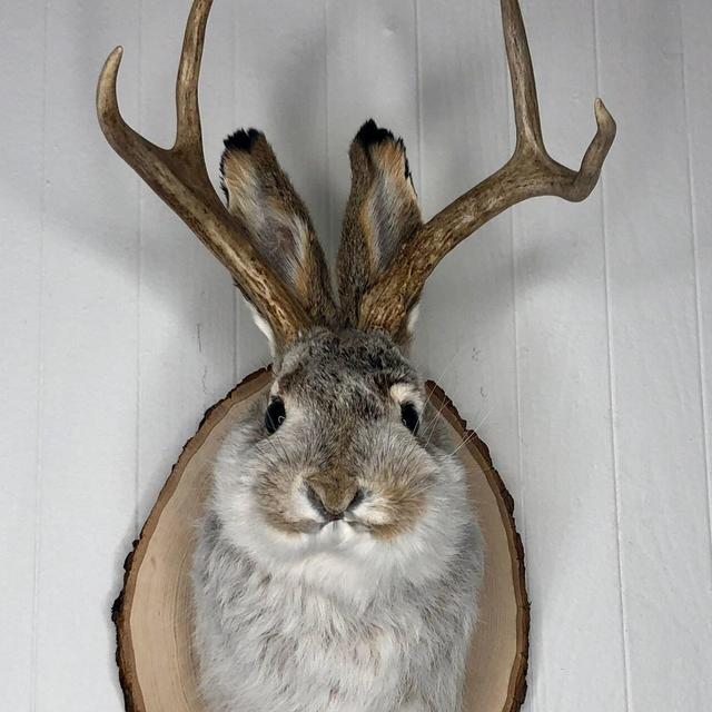 Taxidermy Jackalope on Rustic Wood Slab