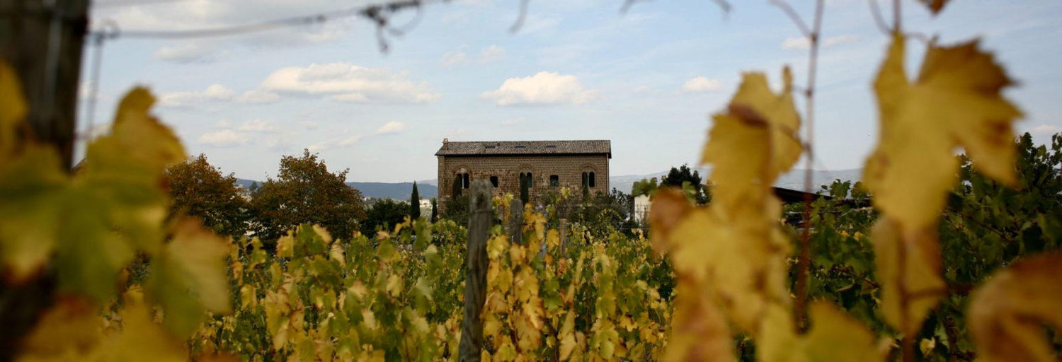 The Wedding Website of FRIENDS & MORE PASTA X and VINO & PASTA & SUNSHINE & PASTA X
