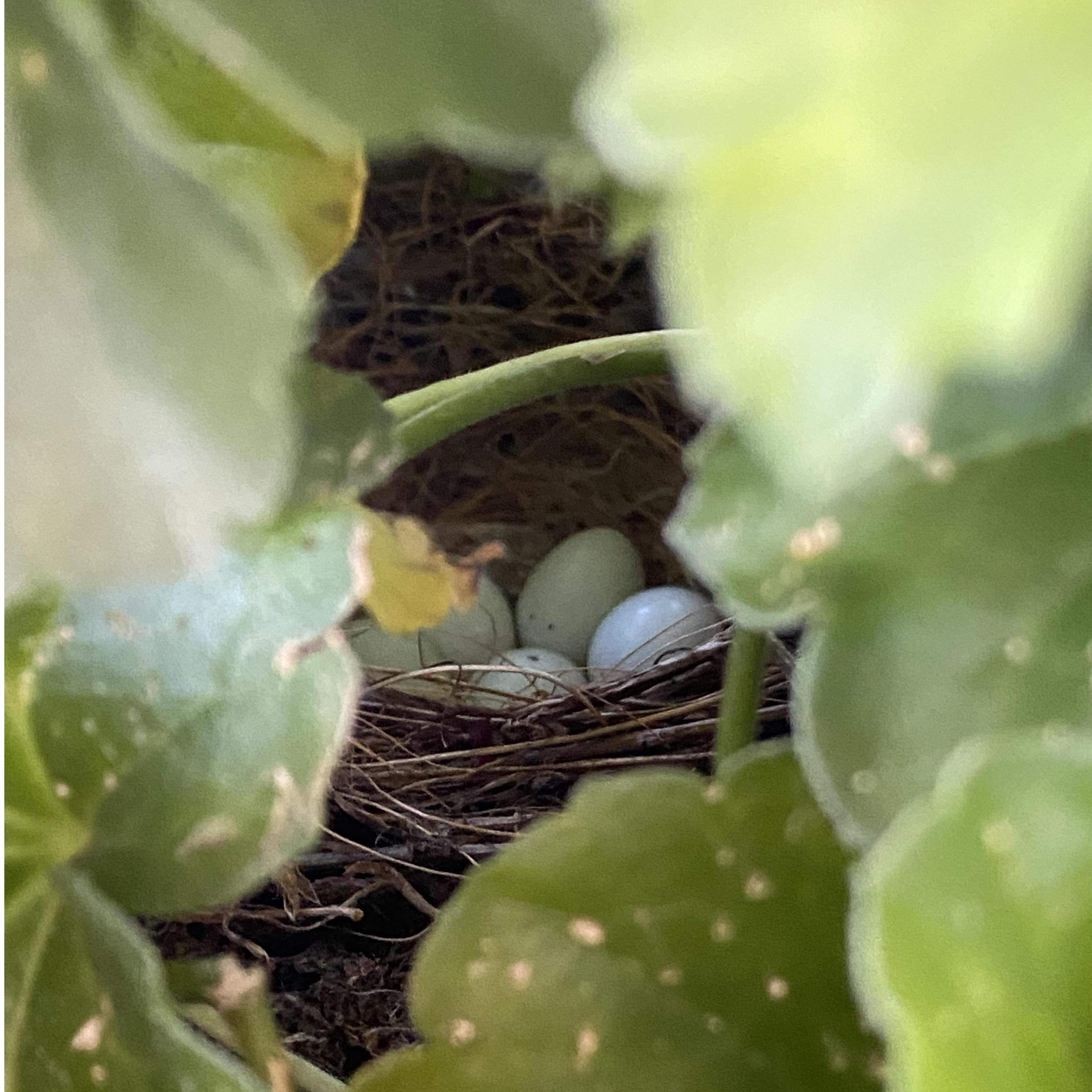 Proud moment when birds laid eggs in our hanging basket