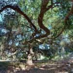 Rancho Santa Ana Botanic Garden