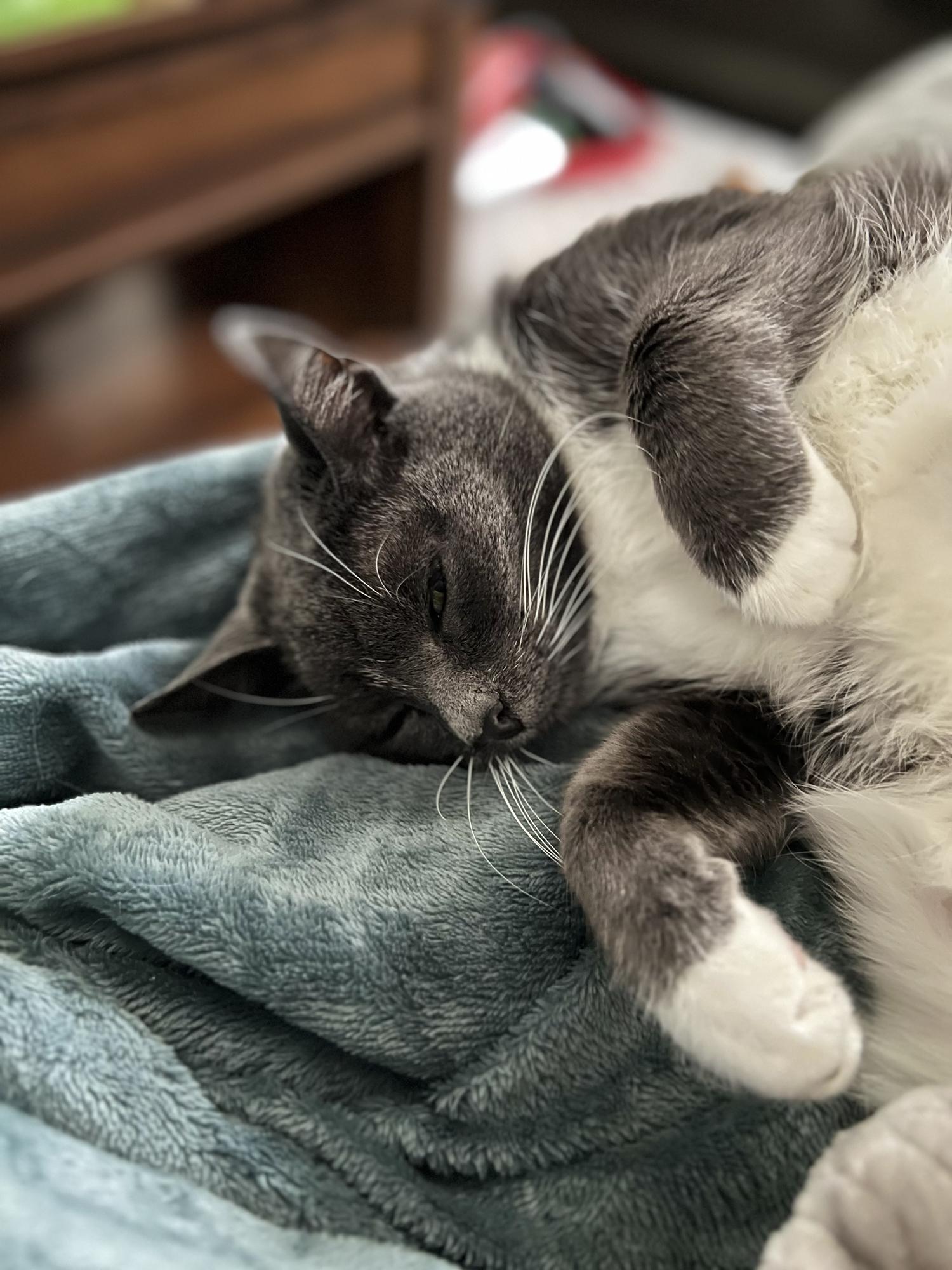 Mouse wandered in looking for a snack and fell asleep.
