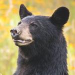 Gatlinburg Vacation Guide
