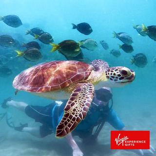 Beginners Scuba Diving Lesson for 2 - Honolulu
