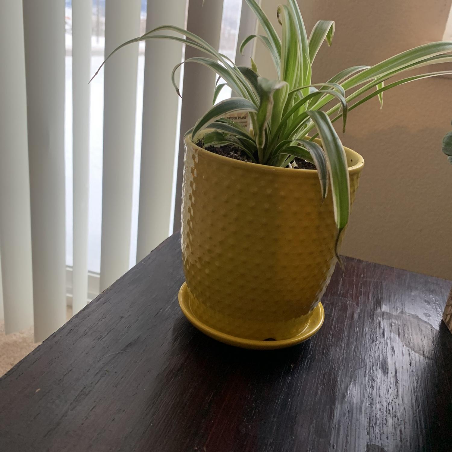 The relationship plant
