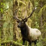Hoh Rainforest Visitor Center