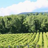 Brook Hollow Winery
