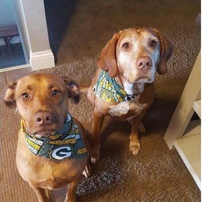 Our puppies, Shooter McGavin and Cooper