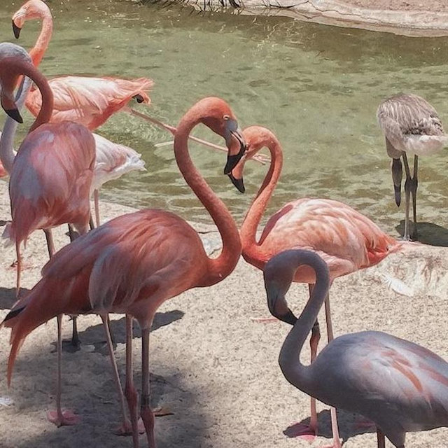 Tickets to the San Diego Zoo