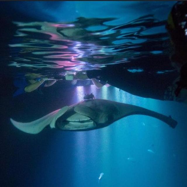 Kona Night Snorkeling