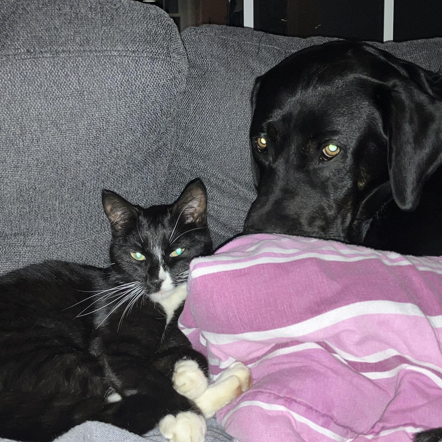The best dog and cat duo we could ask for!