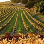 Solvang Wine Trail