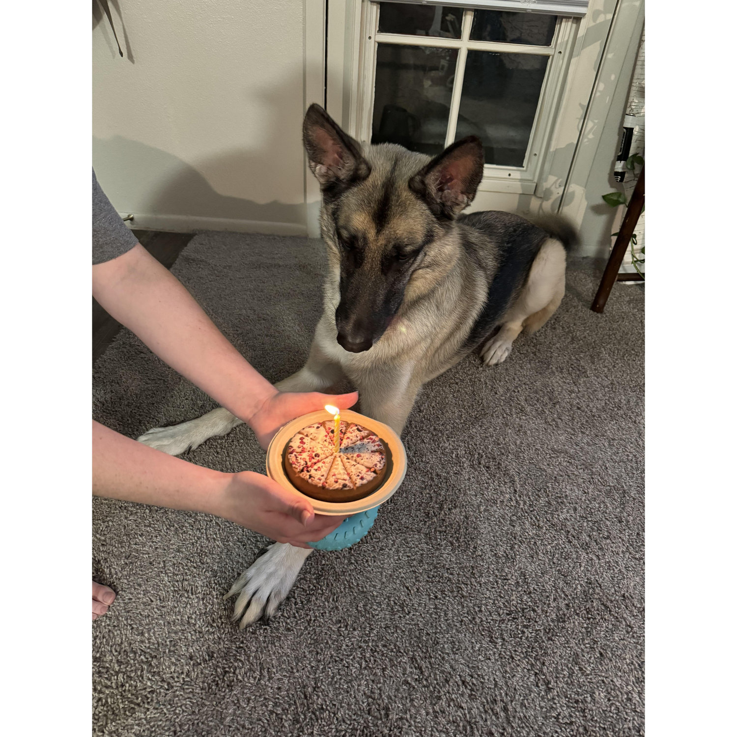Echos 4th birthday! He gets a little cake every year