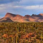 Saguaro National Park East