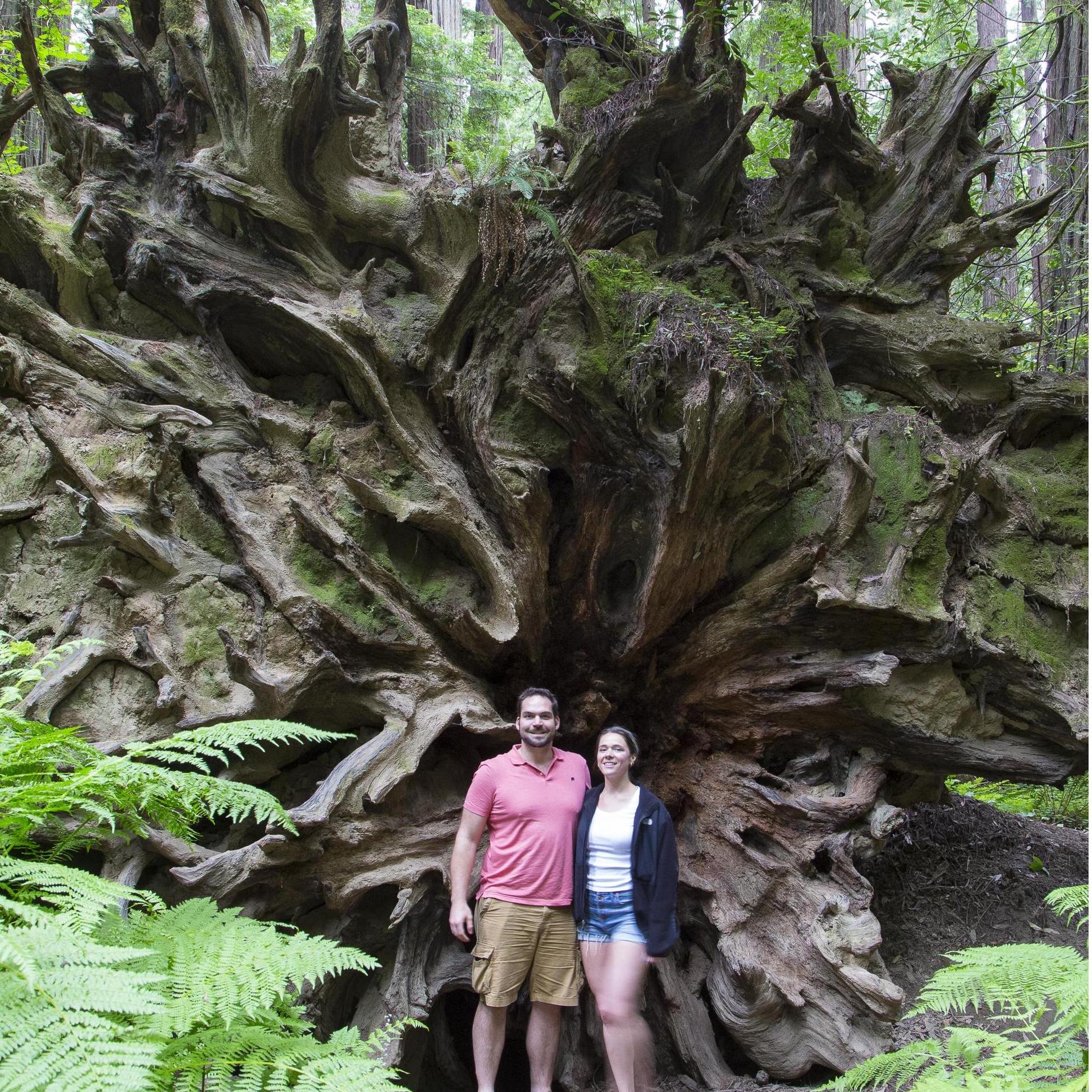 Redwood National Forest