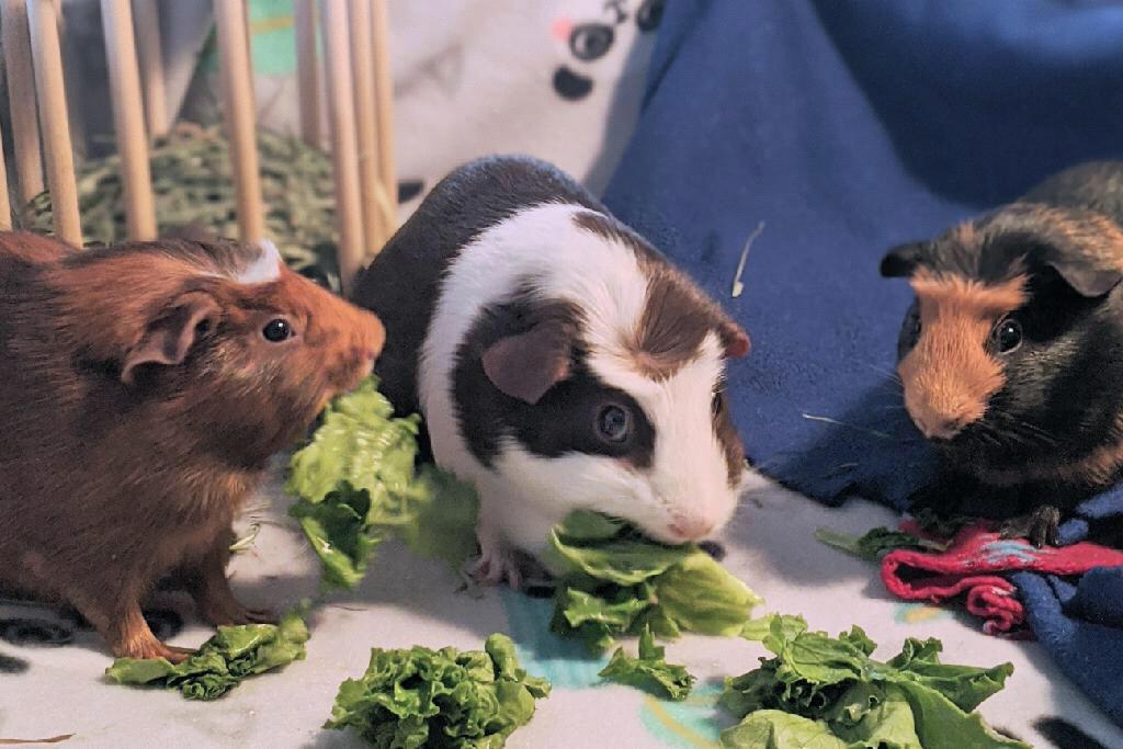 Our girls: Lotte, Meaux, and Berry