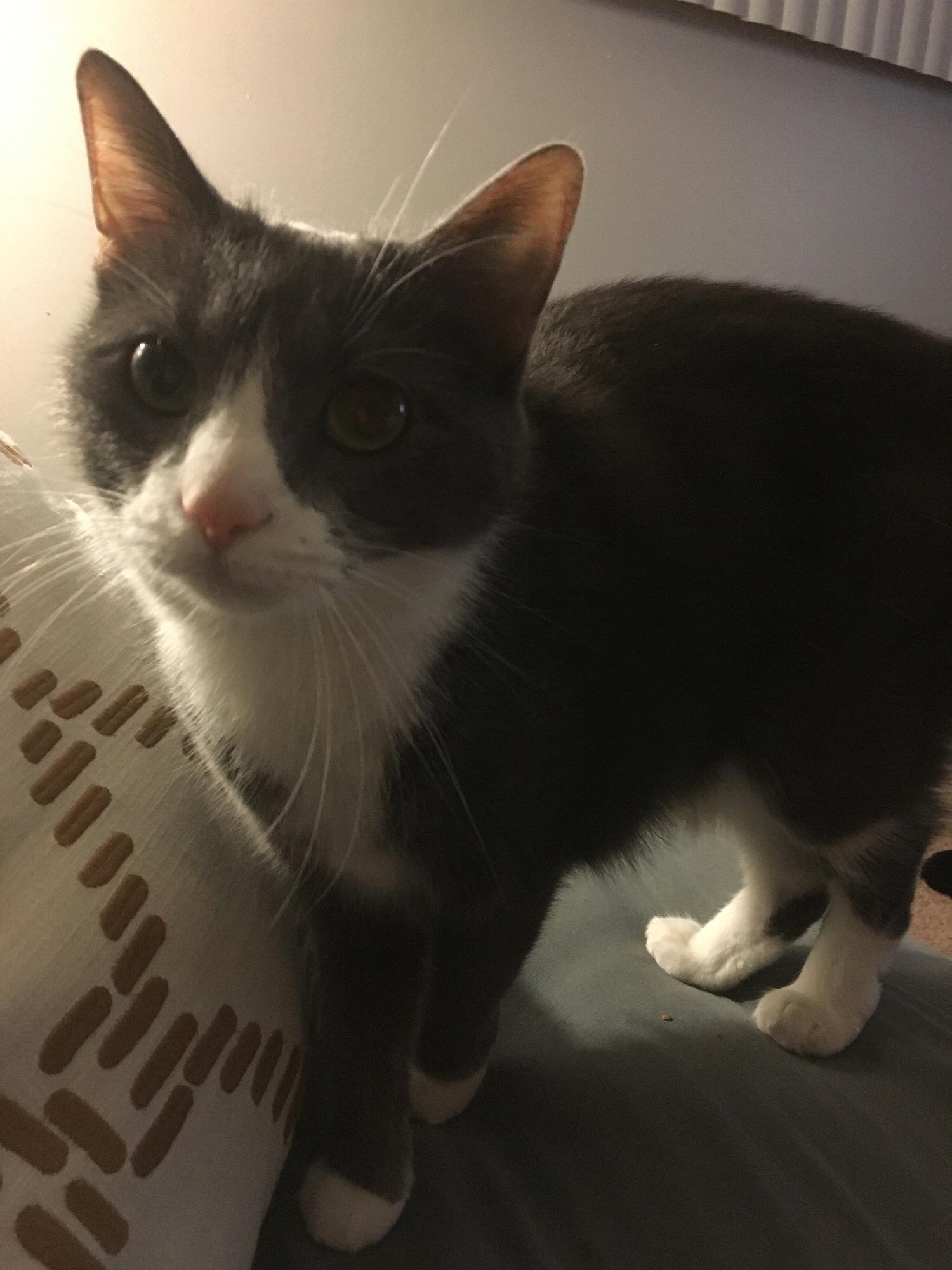 Our lovely girl, Lady.