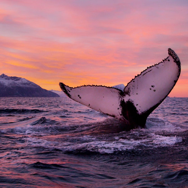 Whale Watching