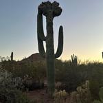 Desert Botanical Garden